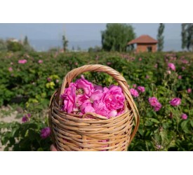 GÜL HASADI - EĞİRDİR VE SALDA GÖLÜ haziran ayı boyunca ...