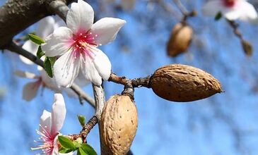 MARMARİS - DATÇA BADEM ÇİÇEĞİ FESTİVALİ 