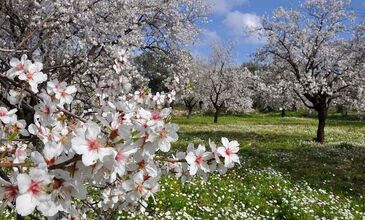MARMARİS - DATÇA BADEM ÇİÇEĞİ FESTİVALİ 