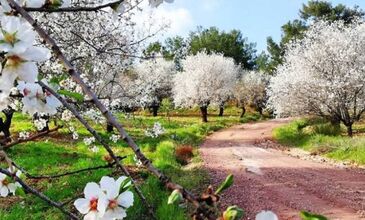 MARMARİS - DATÇA BADEM ÇİÇEĞİ FESTİVALİ 