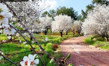 MARMARİS - DATÇA BADEM ÇİÇEĞİ FESTİVALİ 